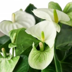 House Plant Dropship Anthurium'White'