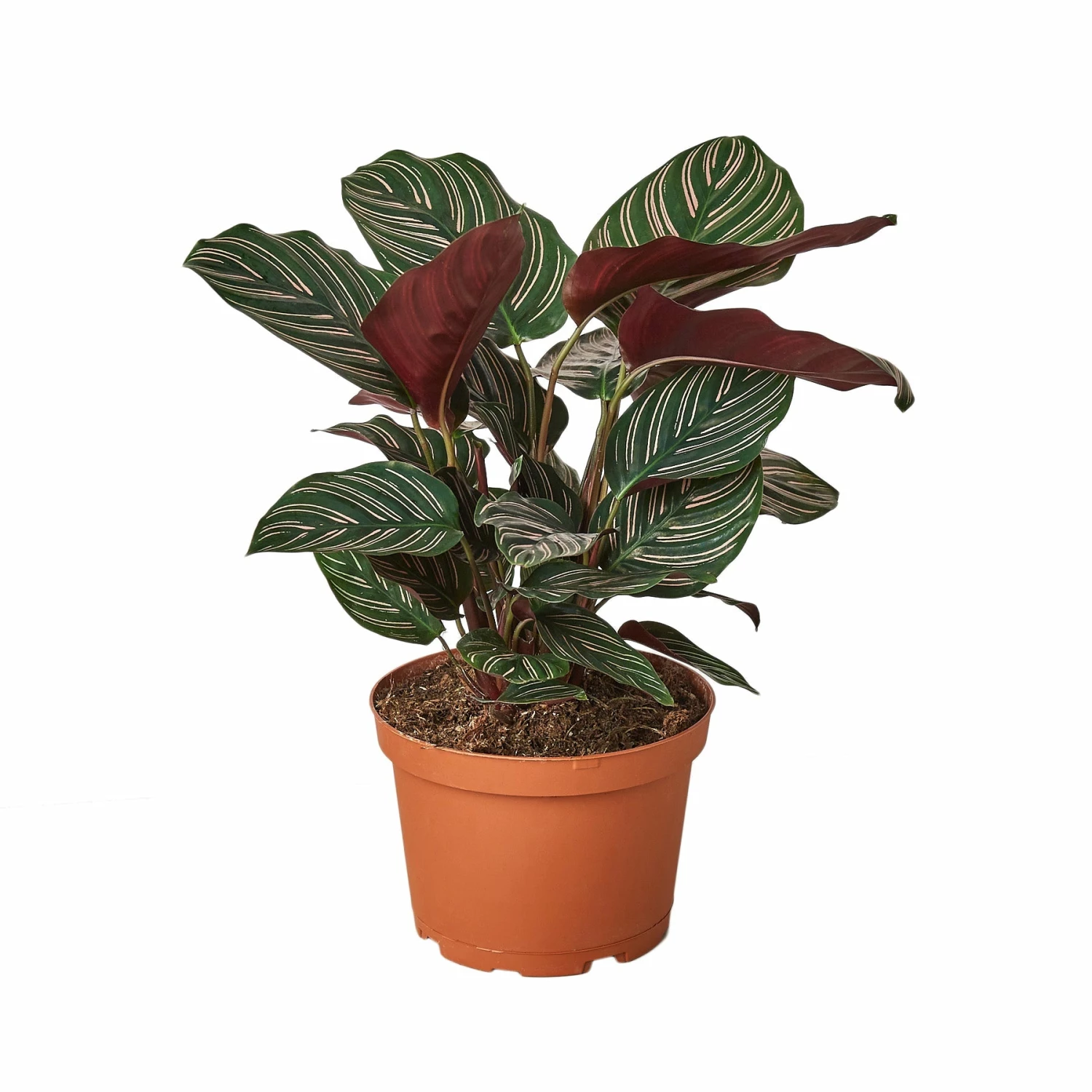 House Plant Dropship Calathea Ornata Live Plants