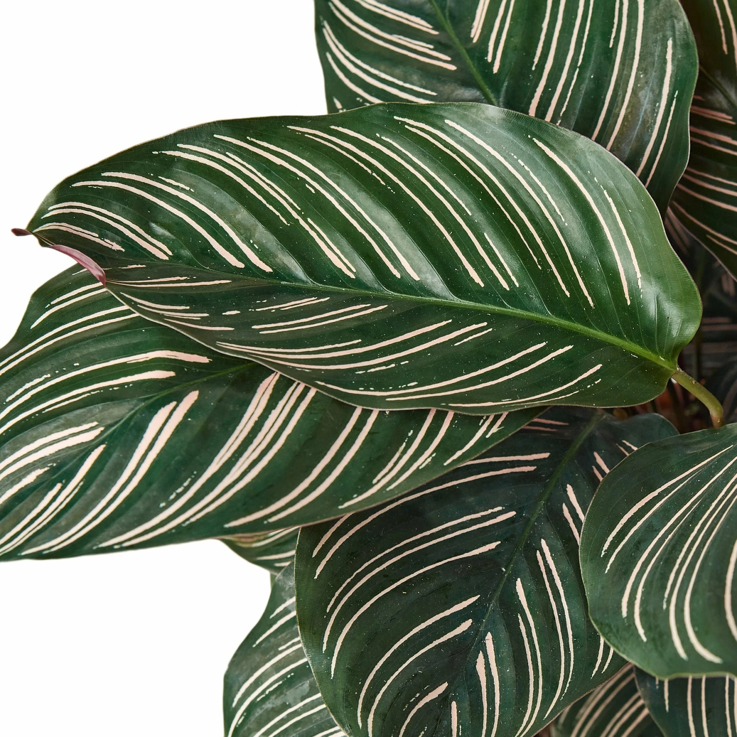 House Plant Dropship Calathea Ornata Live Plants