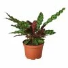 House Plant Dropship Calathea Rattlesnake New