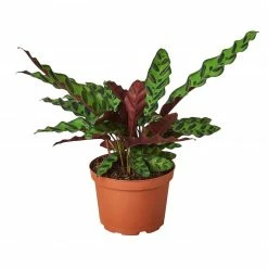 House Plant Dropship Calathea Rattlesnake New