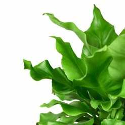 House Plant Dropship Live Plants Bird's Nest Nidus Fern