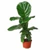 House Plant Dropship Fiddle Leaf Fig