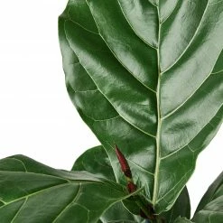 House Plant Dropship Fiddle Leaf Fig