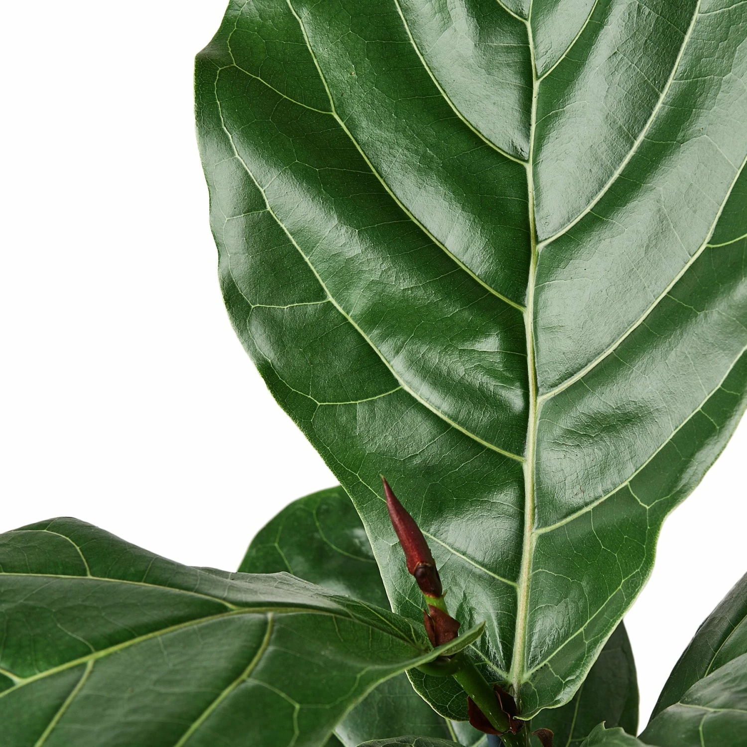 House Plant Dropship Fiddle Leaf Fig