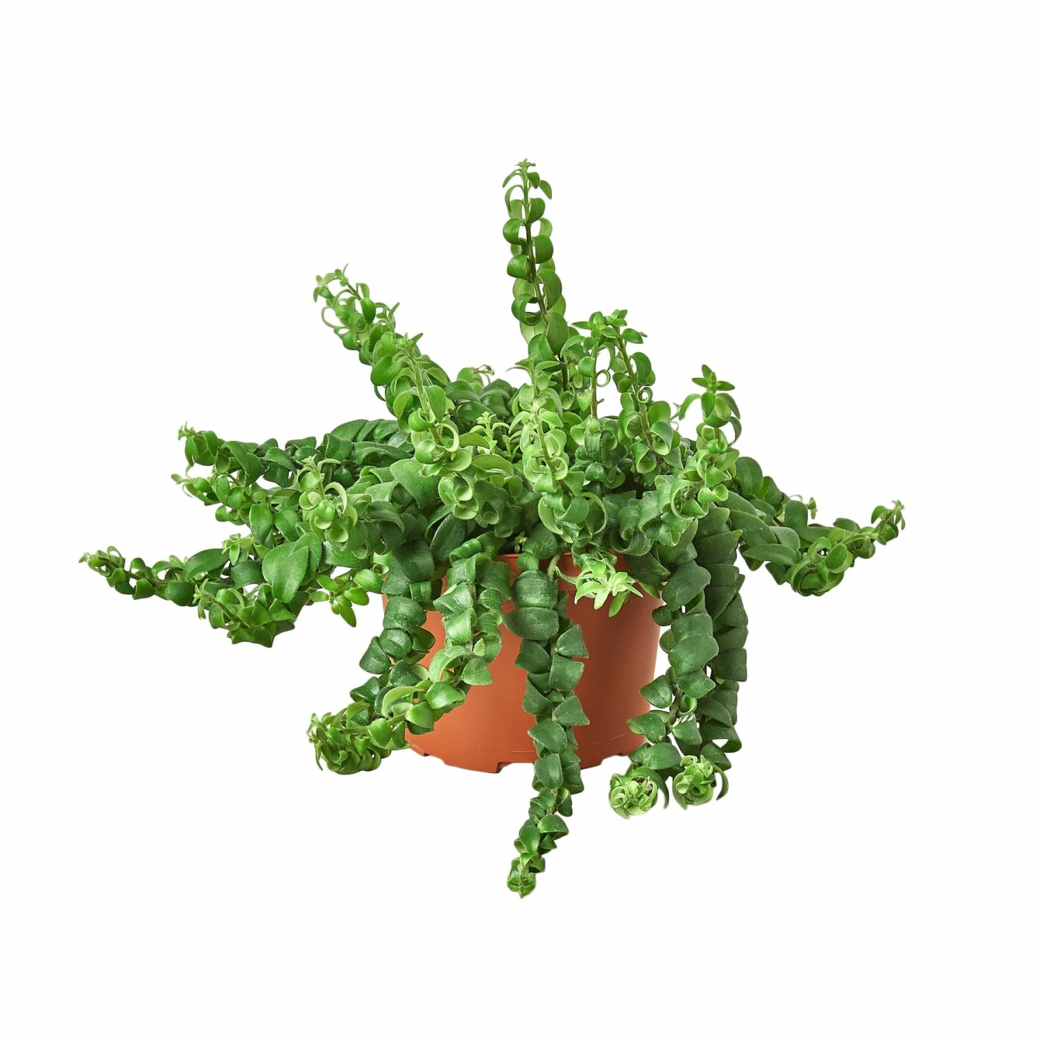 House Plant Dropship Curly Lipstick Plant
