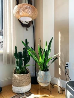 Surya Raveena Vase Planters