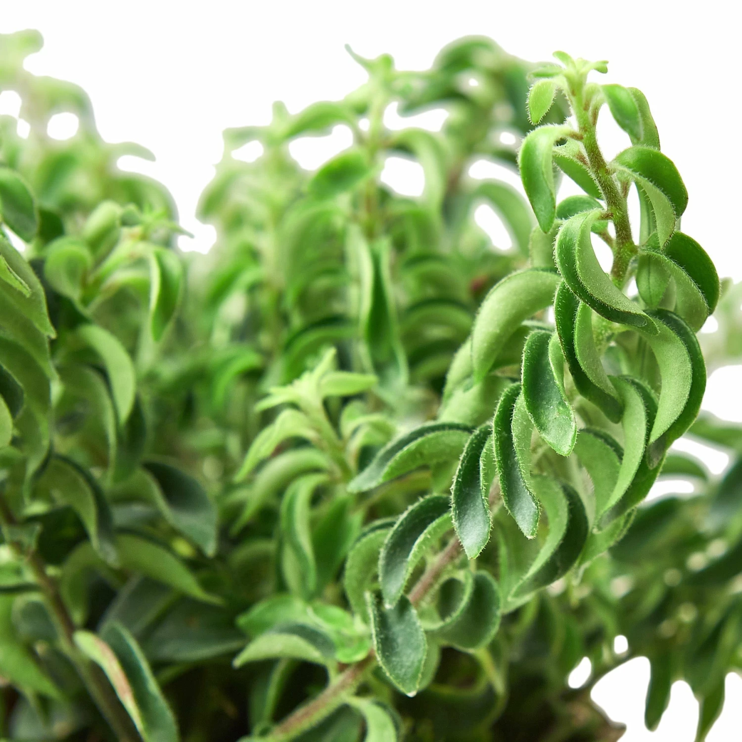 House Plant Dropship Curly Lipstick Plant