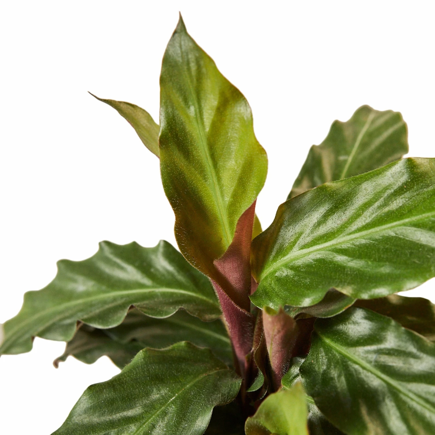 House Plant Dropship Calathea Rufibarba