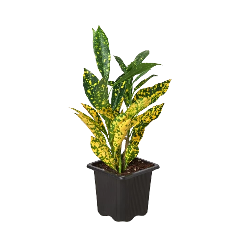 House Plant Dropship Gold Dust Croton
