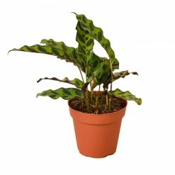 House Plant Dropship Calathea Rattlesnake New