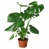 House Plant Dropship Philodendron Monstera Split-Leaf