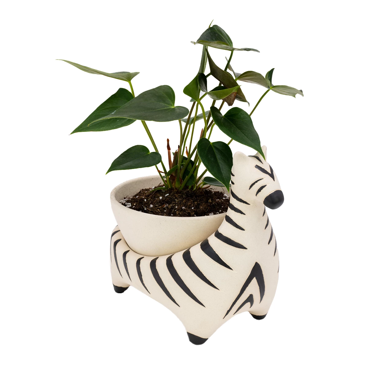 Jungalow® Zebra Savannah Garden Pot By Justina Blakeney™