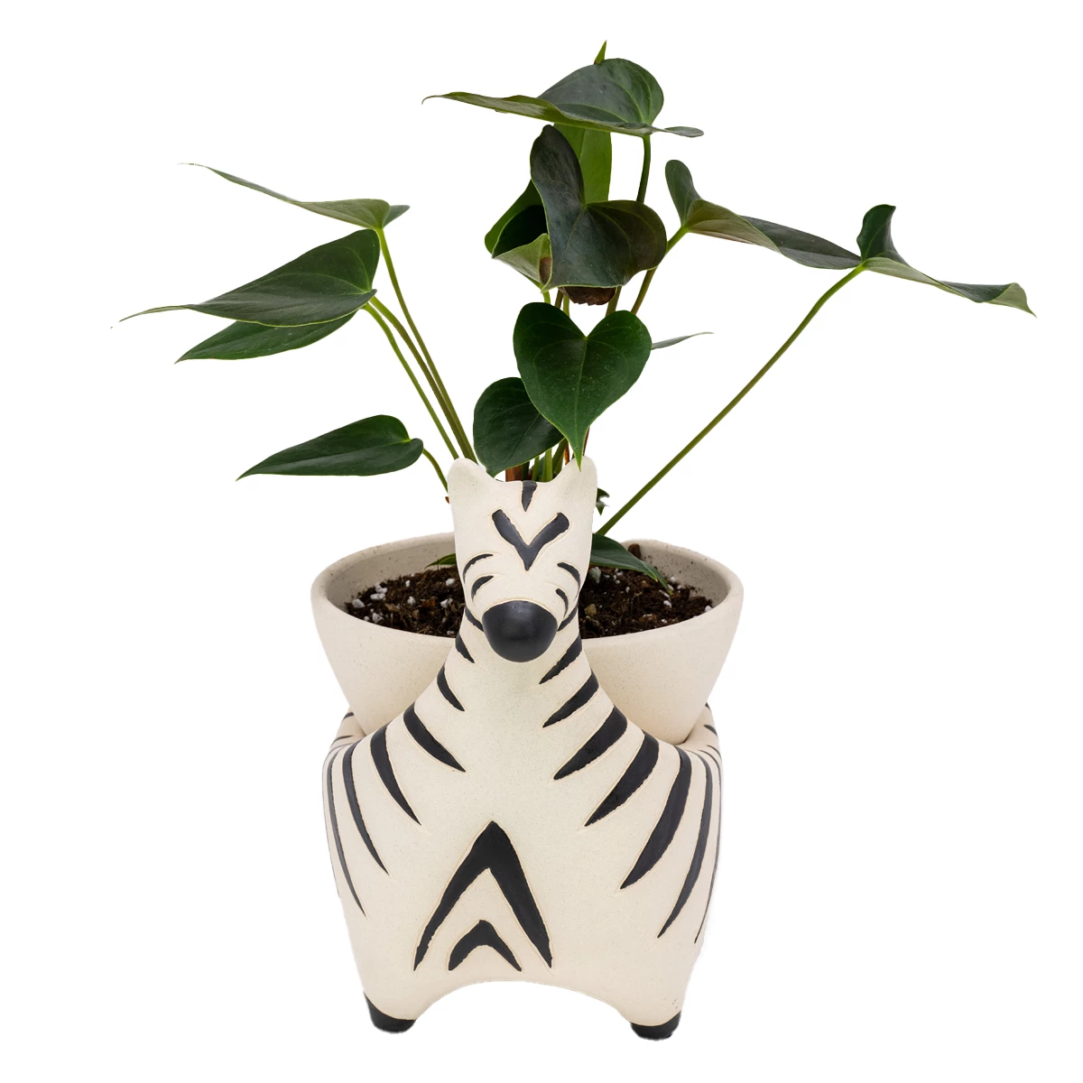 Jungalow® Zebra Savannah Garden Pot By Justina Blakeney™
