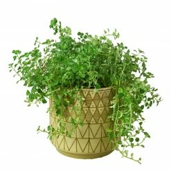 House Plant Dropship Diamond Planter