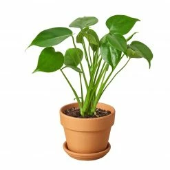 House Plant Dropship Philodendron Monstera Split-Leaf