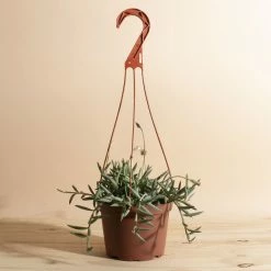 Home Botanicals Fish Hook Hanging Plant