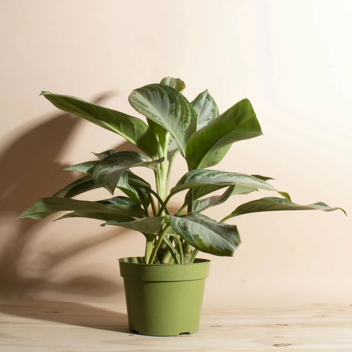 Home Botanicals Ag Silver Bay Live Plants