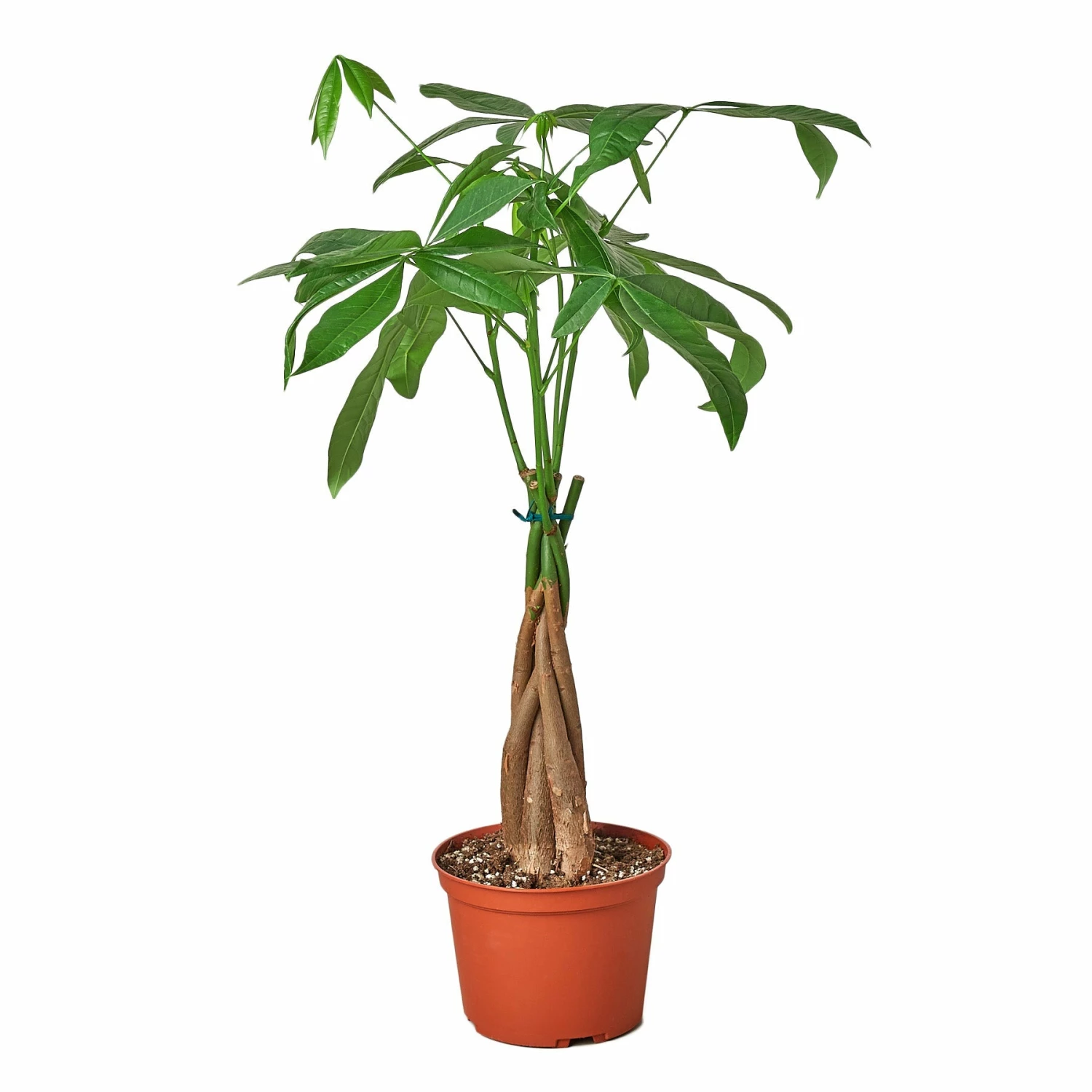House Plant Dropship Live Plants Money Tree