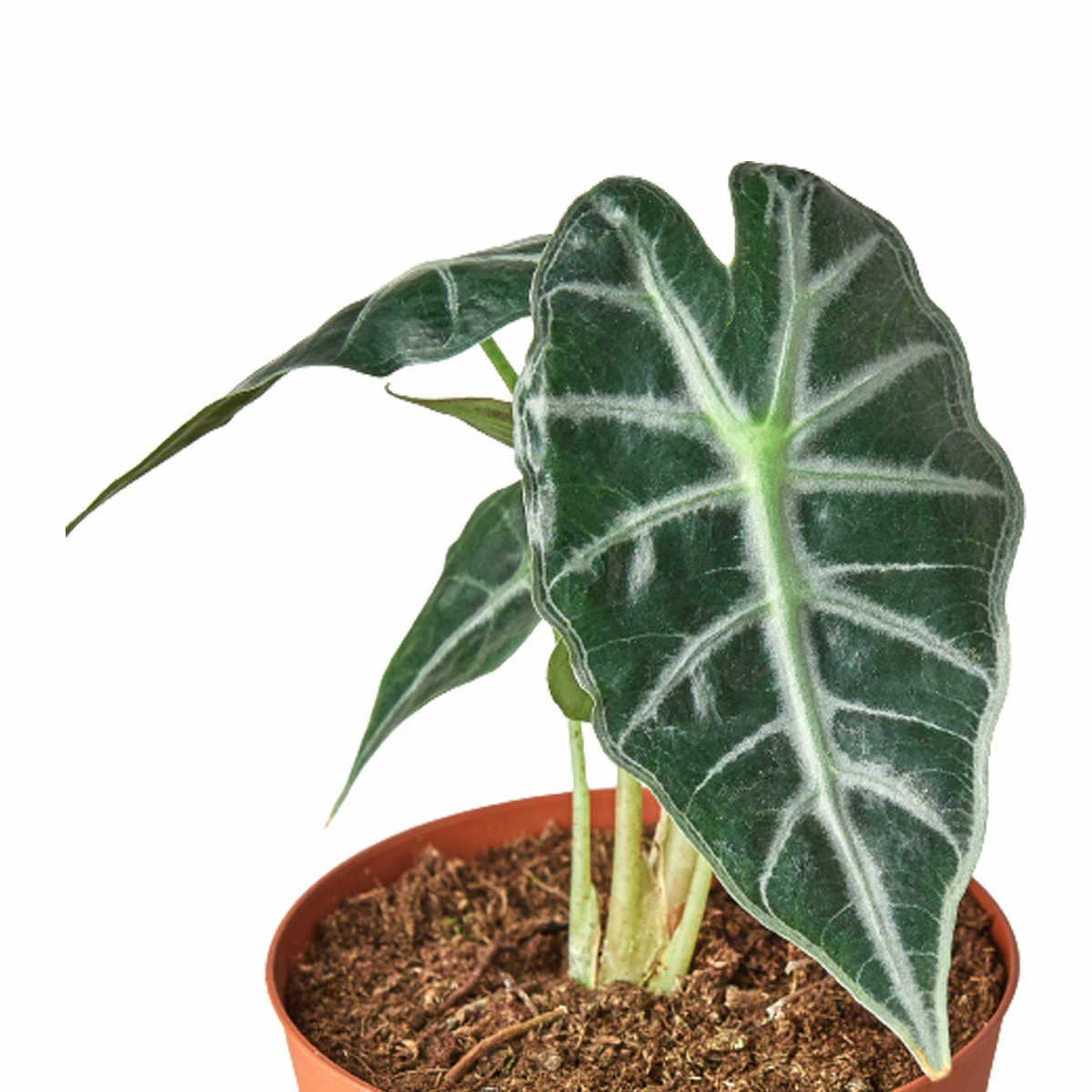 House Plant Dropship Live Plants Alocasia Amazonica