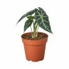 House Plant Dropship Live Plants Alocasia Amazonica