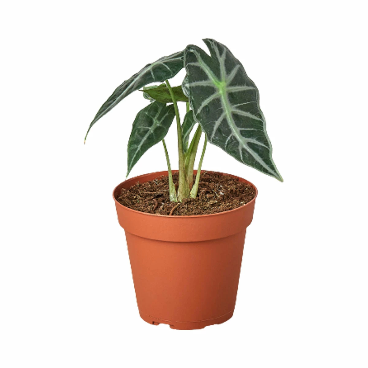 House Plant Dropship Live Plants Alocasia Amazonica