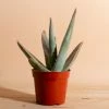 Home Botanicals Aloe Vera Live Plants