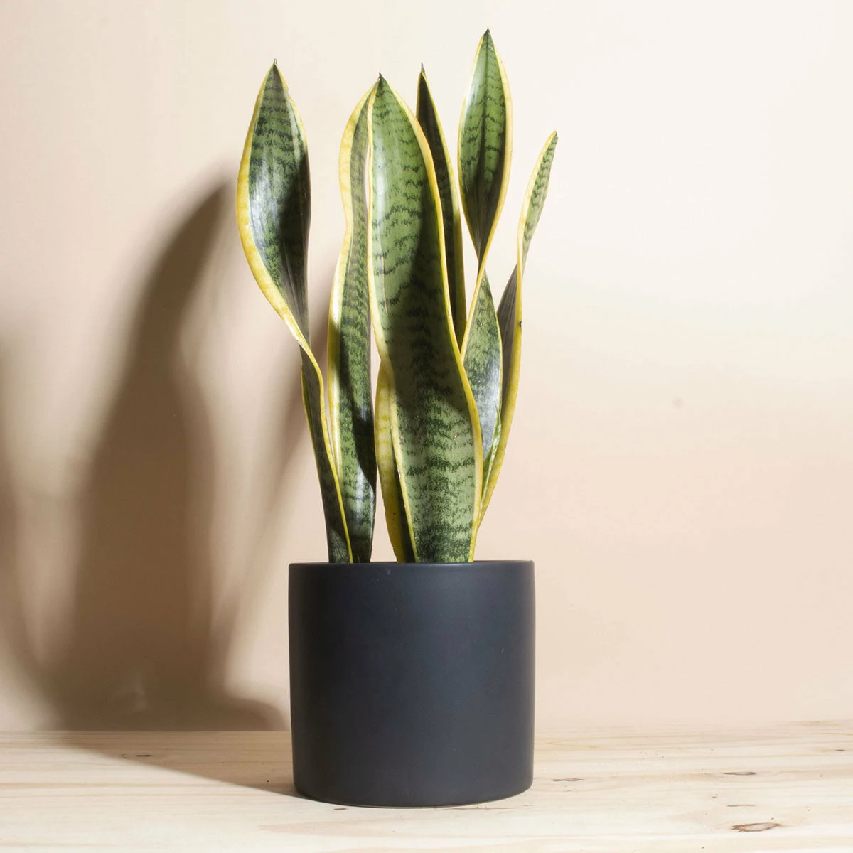 Home Botanicals Snake Plant + Ceramic Black Planter Live Plants