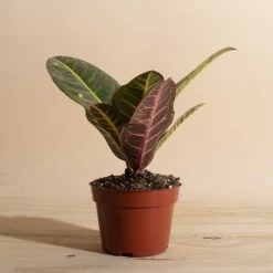 Home Botanicals Live Plants Croton Petra