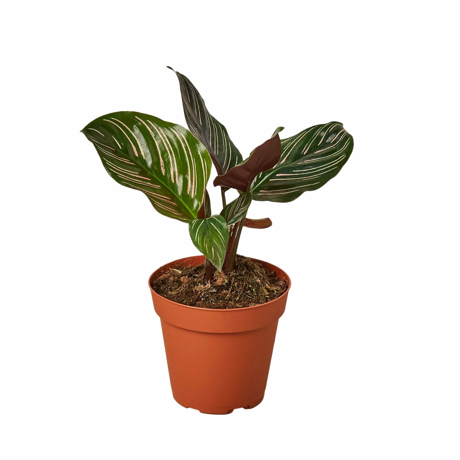 House Plant Dropship Calathea Ornata Live Plants