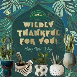 Jungalow Gifts Under $50 E-Gift Card | Mother's Day