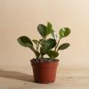 Home Botanicals Peperomia Rubber Live Plants
