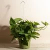 Home Botanicals Hanging Pothos Live Plants