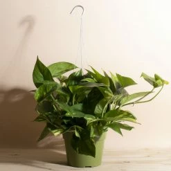 Home Botanicals Hanging Pothos Live Plants