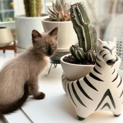 Jungalow® Zebra Savannah Garden Pot By Justina Blakeney™