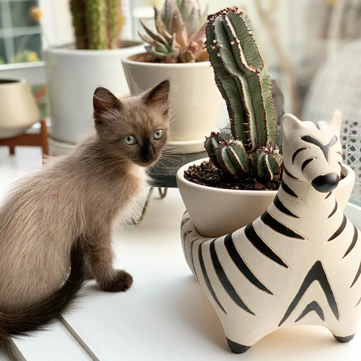 Jungalow® Zebra Savannah Garden Pot By Justina Blakeney™