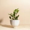 Home Botanicals ZZ Plant + Honeycomb Planter