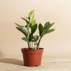 Home Botanicals Live Plants ZZ Plant